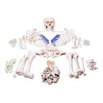 AVIS Bilateral Disarticulated Human Skeleton Bone Set | Life-Size Educational Model for Detailed Anatomical Study For Doctor And medical Students | Life-Size 5 ft Tall