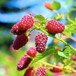 Hardy Tayberry Plant - Delicious Hybrid Fruit Bush for Kitchen Gardens & Allotments - High-Yield, Self-Fertile, Easy to Grow Your Own - 1x 9cm Pot by Thompson and Morgan (1)