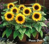 Sunspot - Dwarf Sunflower - 50 Seeds + Plant tag + Freebie Helianthus Annuus Yellow Ornamental Flower