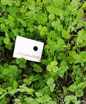 Hundredfold Micro White Clover 2 LBS (908g) Seeds - Perennial Legume Microclover Excellent for Enriching Lawn, Ground Cover or Lawn Alternative