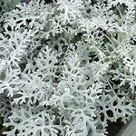 Cineraria Silver Dust | Garden Ready Half-Hardy Perennial Bedding Plants 6 Pack