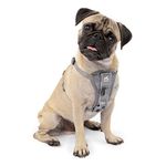 Kurgo Dog Harness | Pet Walking Harness | Car Harness for Dogs | Front D-Ring for No Pull Training | Includes Dog Seat Belt Tether | Tru-Fit Smart Harness | Gray | X-Small