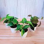 Rolling Nature Combo of 4 Live Indoor Plants in White Plastic Pot | Heart Leaf Philodendron Oxycardium Golden, Green, Variegated & Philodendron Oxycardium Micans Black Rare | Home & Office Decor