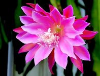 PAJUSDYASI- Most beautiful Rare (PINK) Brahma Kamal || Night Queen Healthy Live plant with Pot Pack of 1 Brahma Kamal for Home Garden and Terrace Garden