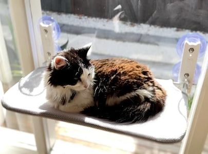 AUSSIE FUR
