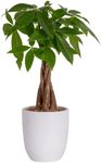 Costa Farms Money Tree, Easy to Gro