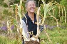 Premium Live Giant Elephant Ear Garlic Bulb by Greenhouse PCA | Each Bulb Contains Multiple Cloves for Planting or Cooking.