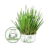 Cat Grass Seeds Supplement – Natural Wheatgrass for Indoor Cats | Supports Digestion, Reduces Hairballs & Promotes Oral Health | Safe, Chemical-Free Grass to Grow at Home