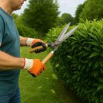 Cinagro Hedge Shears for Gardening (1 Pc, Metal Blade, Wooden Handles, Standard), Heavy Duty Hedge Pruner Shear Cutter & Plant Branch Cutter for Lawns, Garden Scissors for Cutting Plant Stem