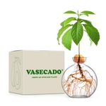 Vasecado Avocado Seed Vase, Grow An Avocado Plant, Hand-Blown Clear Glass Seed Vase for Avocados, Propagation Vase for Avocado Stone, Gifts for Plant Lovers