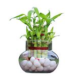 Flora solutions 2 layer lucky bamboo plant with pot and (without stone)