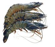 Whole Tiger Prawns, Frozen Raw, 1kg (16-20)