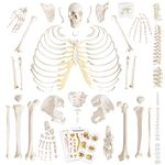 Benilev Disarticulated Human Skeleton Model for Anatomy, Full Size 67'' Skeleton with 200+ Bones Structures 3 Poster Skull Spine Bones Articulated Hand & Foot, for Anatomy Medical Learning