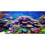 AWERT Undersea Theme Aquarium Background 48x18 inches Vinyl Colorful Coral Tropical Fish Underwater World Fish Tank Background