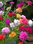 Gebdinsh Garden® Imported Portulaca Mix Color Flower Seeds For Gardening | Pack Of 50 to 60 Seeds