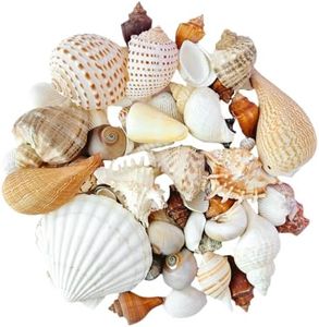 MAISONRINA Seashells for Crafts, 12 Kinds/2.5"-6" Various Sizes Natural Seashell Conch for Beach Decor, DIY Crafts, Vase Fillers, Fish Tank, Home, Wedding and Party Decoration(Large)