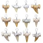 Fun-Weevz Real Fossil Shark Teeth for Jewelry Making, Assorted Sharks Tooth Pendant Jewelry Accessories for Necklace, Small Bulk Lot Assorted Size and Color Wire Wrapped Fossils, Shark Tooth Fossil,