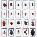 20 Pcs Insect in Resin Bug Preserved Specimen Collection Paperweights Resin Insects Various Insect Specimen for Office Men Women Biology Science Teacher Education Bug Collection Supplies (Insect)