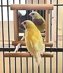 zmgmsmh Birds Mirror for Cage,Parro