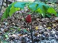 30 Wild American Ginseng Seeds for 