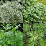 Absinthe - Artemisia Absinthium Herb Seeds, Home Garden Planting by Heirloom Garden, 1000 Seeds