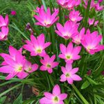 Plantogallery Zephyranthes - Rain Lily All Season Flower Bulbs (10pcs)