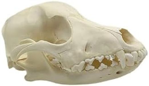 Taxidermy