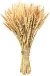 Phliofd 17.7 inches Dried Wheat Sta