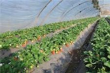 DEWAN SONS Green House 16 FT x 30 FT [Imported] 300-GSM Greenhouse Multilayer Poly Plastic 5 Year UV Treated Dust-Proof Waterproof Sheet (White)