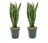 2 x Sansevieria trifasciata Zeylanica Snake Plants - Mother in Laws Tongue houseplant - Indoor Easy Care Plant in 9cm Pot