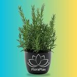 FloraPlax Live Herb Garden Rosemary Italian Herb Kitchen Garden With Black Plastic Pot