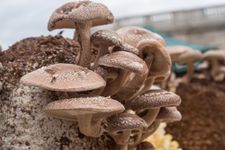 100 Shiitake Mushroom Plug Spawn to Grow Gourmet Medicinal Mushrooms at Home or Commercially on Stumps or Logs