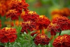 Flower Seeds MARIGOLD RED For Your Garden Beautiful Bloom Germination Seeds. (MARIGOLD RED)