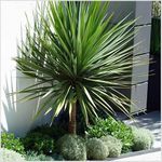 [x2] Cordyline 'Australis' Cabbage Palm Tree | Multi-Pack | Evergreen Perennials | Pot Plants