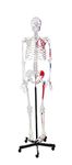 Labzio - Human Skeleton Model, Painted to Show Muscles - 170 cm Tall, Anatomically Correct Detailed Model, Perfect for Orthopaedic Research, Study and Teaching, with Detailed Study Guide