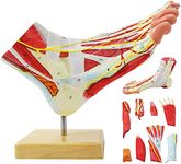 Human foot anatomical model foot joint muscle neurovascular ligament model hand foot surgical foot model