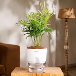 KYARI Chamaedorea palm Indoor Plants for Living Room | Live Plants | Plants with Cream Self Watering Pot for Home | Air purifier plants | Plants for Home Decor | Plants for Garden & bedroom