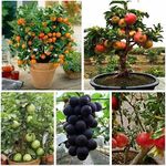 Fruit Seeds Orange,Apple, Grape, Pomegranate Seed (5 seeds per packet) by Urban Turtle®