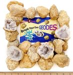 DANCING BEAR 25 Break Your Own Geodes, 90% Hollow, (Large 1.75-2.5") Crack Open & Discover Amazing Surprise Crystals Inside! Educational Info and Instructions Included, Fun Party Favors & Prizes