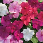 Gebdinsh Garden® Imported Balsam/Impatiens Flower Seeds For Kitchen Gardening (Pack Of 100 Seeds)