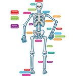 Teacher Created Resources Human Skeleton Magnetic Accents (77241)