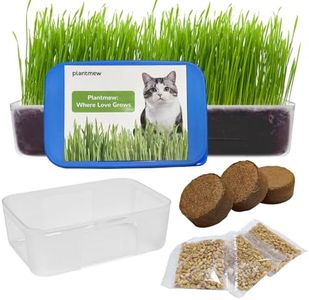 Cat Grass 