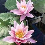 Live Aquatic Hardy Water Lily | Pre