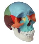 Human Medical Anatomical Adult Osteopathic Skull Model, 22-Part Didactic Colored