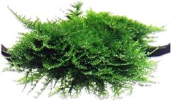 CANTON AQUATICS Aquarium Christmas Moss Vesicularia Portion Plant - All Natural & Organic Aquatic Plants - Absorbs Excess Nutrients - Long Lasting & Easy to Care Plants - Suitable for Summer & Winter