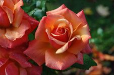 "Remember Me" Garden Rose Bush in 5.5L Pot (Live Plants)