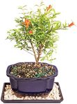 Brussel's Live Dwarf Pomegranate In