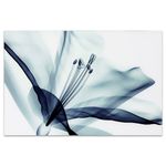 Empire Art Direct - TMP-EAD4157-3248 Amaryllis Frameless Tempered Glass Blue Flower Panel Graphic Wall Art, 48" x 32" x 0.2"