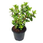 Jade Plant crassula ovata | Live Healthy Good Luck Plant For Vastu, Home & Office Desk For Indoor Gardening | Pack Of 1 | small plant with Black pot