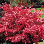 Euonymus alatus Burning Bush - 2 shrubs